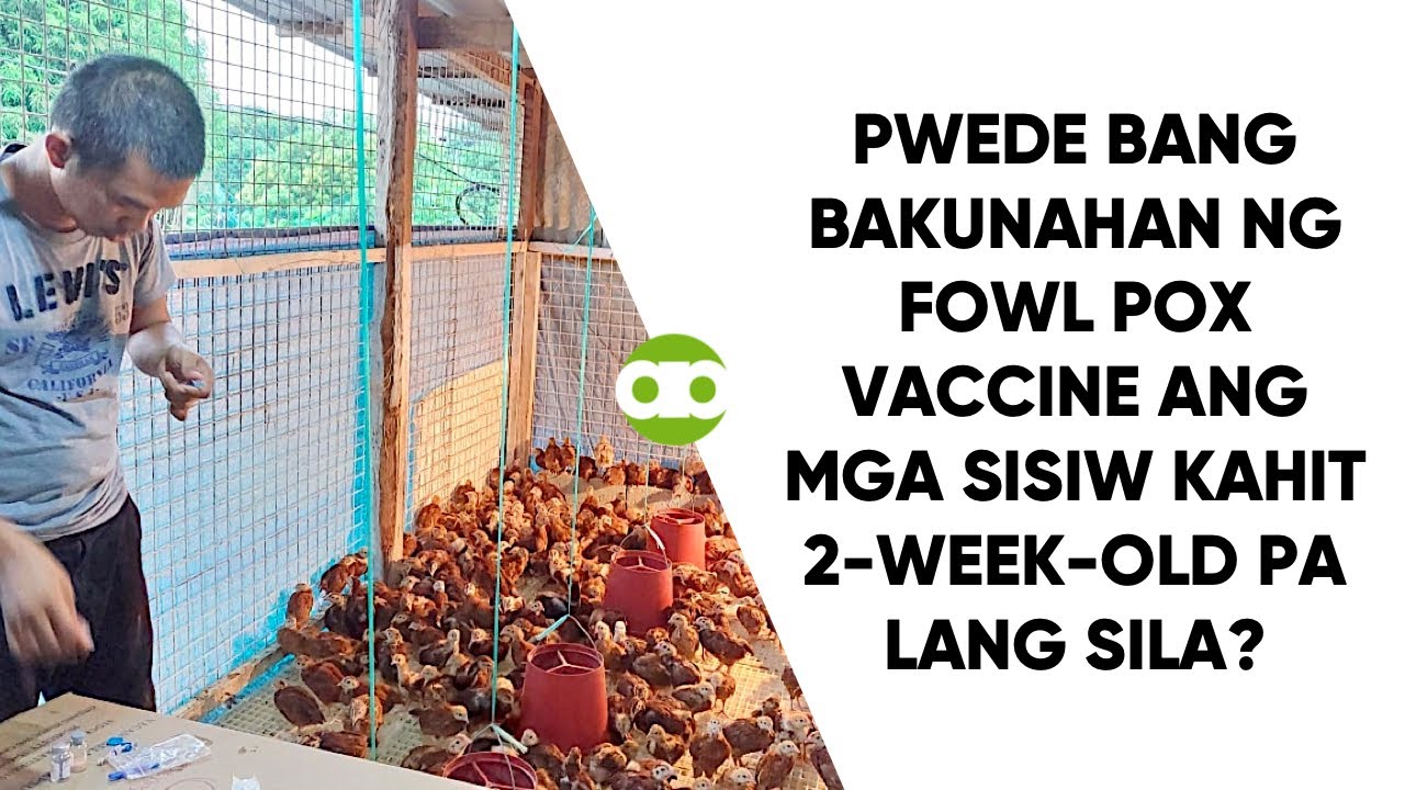Pwede Bang Bakunahan ng Fowl Pox Vaccine ang mga Sisiw Kahit 2-Week-Old Pa Lang Sila?