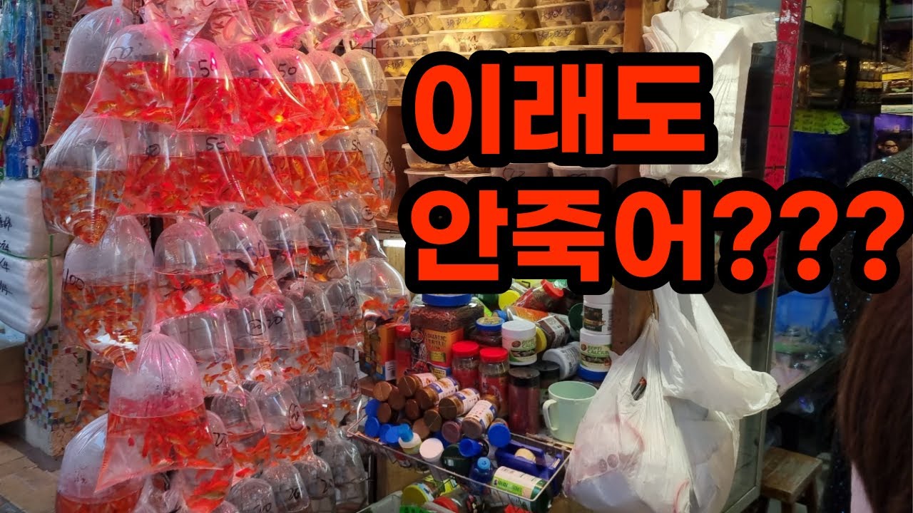 충격적인 방법들로 열대어를 판매하는 시장ㄷㄷ