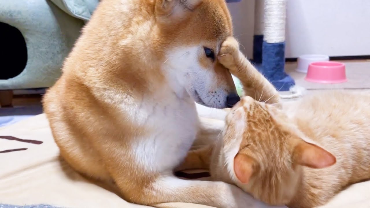 柴犬ママと妹猫を交互に行ったり来たり♥サービス精神がありすぎるお兄ちゃん猫