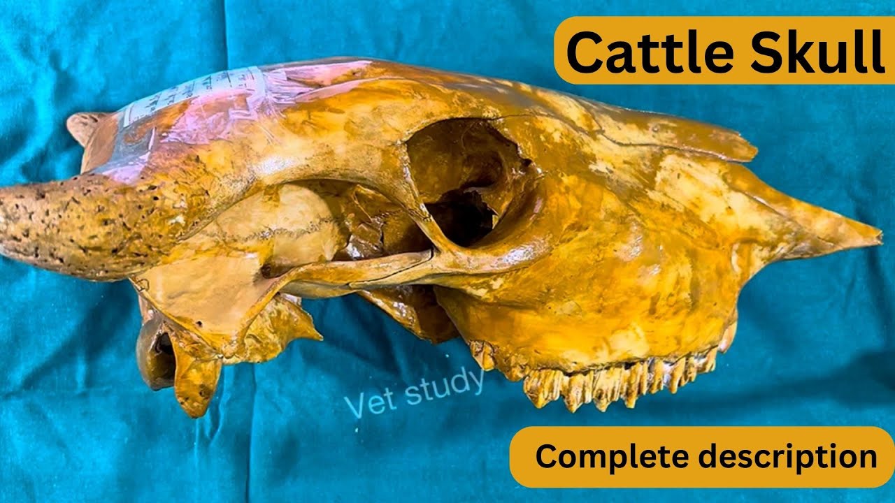 Skull of cattle 🔥🔥 || Complete description with practical || Veterinary Anatomy || Dr. Aniket Tyagi