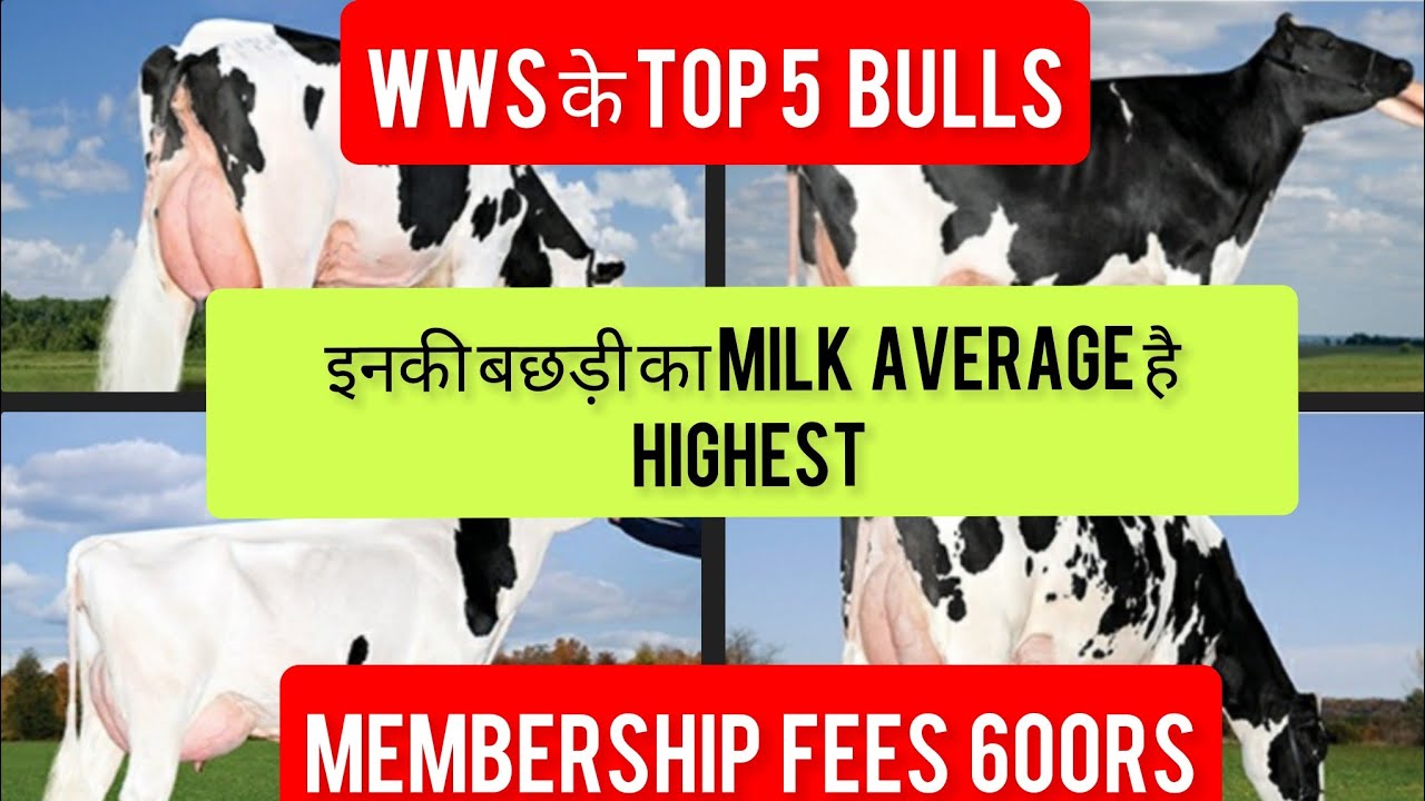 WWS TOP 5 BULLS WITH HIGHEST DAUGHTER MILK AVERAGE🐂MEMBERSHIP FEES 600#mannfarms