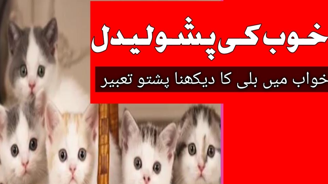 خوب کی پشو لیدل تعبیر پشتو #khob  k pisho lidal tabeer