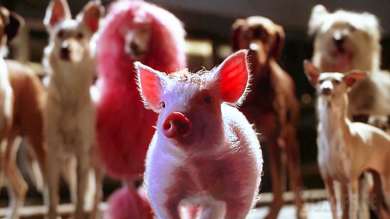 子豚のベイブが犬を救助する | ベイブ 都会へ行く | 映画シーン