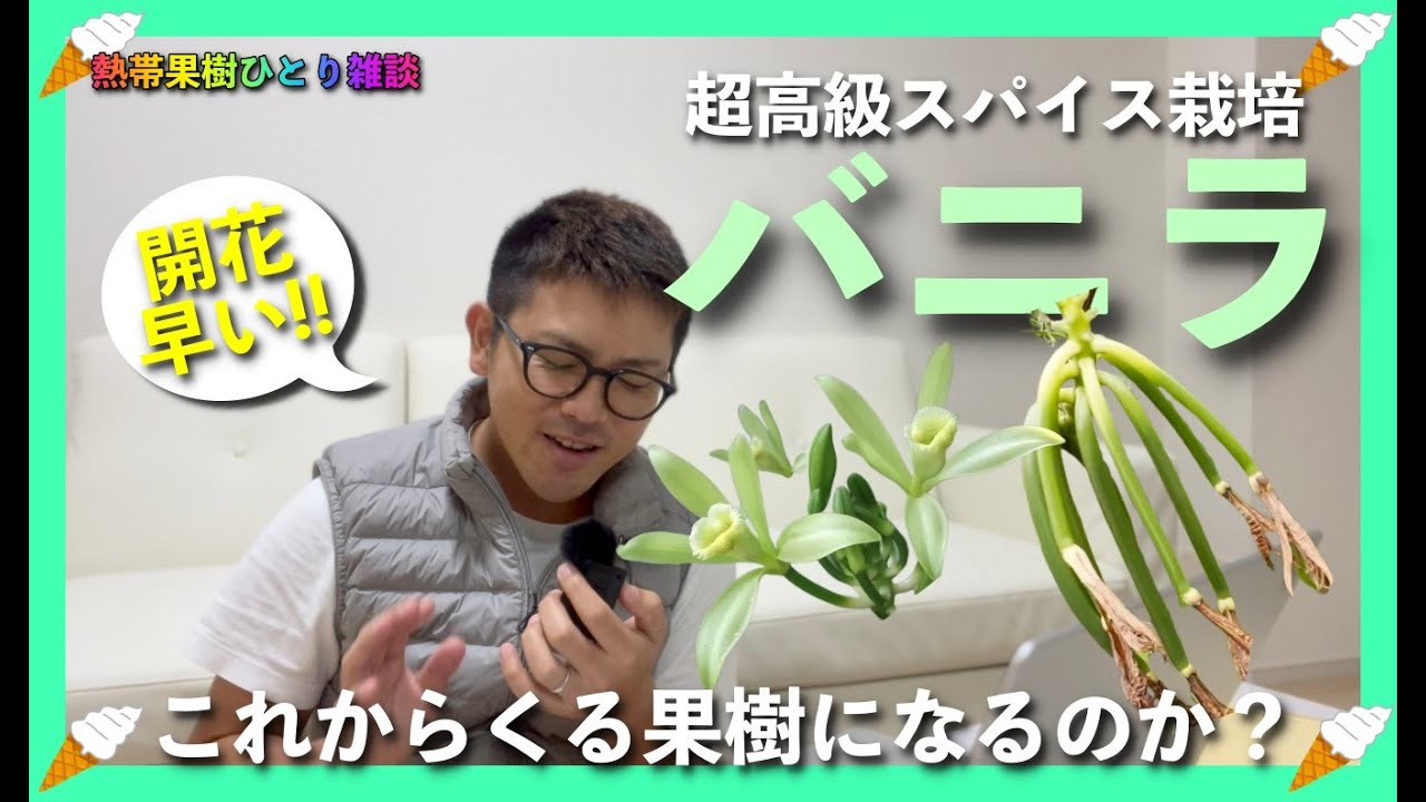 【大注目】超高級スパイス「バニラ」を育ててみたら....