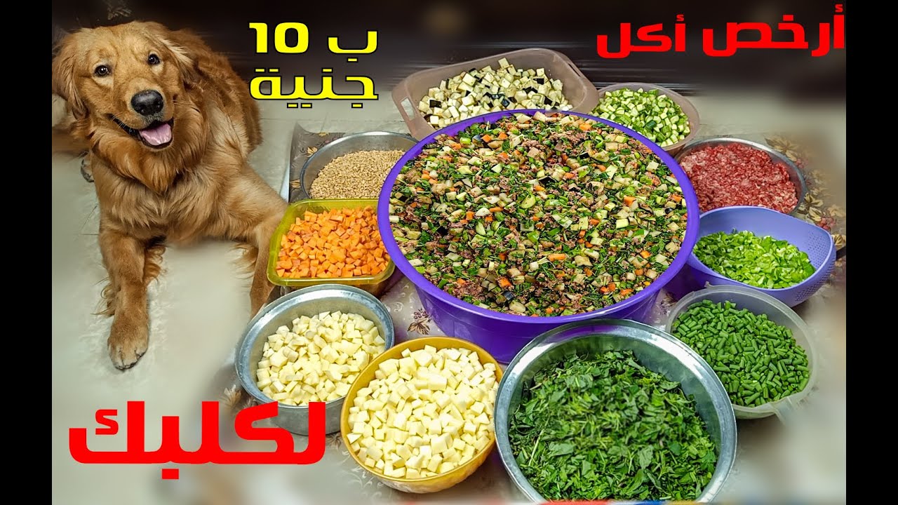 ارخص اكل كلاب صحي با 10 جنية بس / سامر غازي
