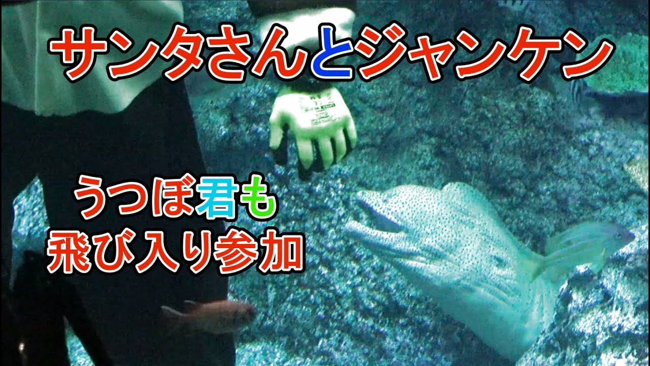 サンタさん＆トナカイさんと水中じゃんけんぽん！ 足摺海洋館 SATOUMI