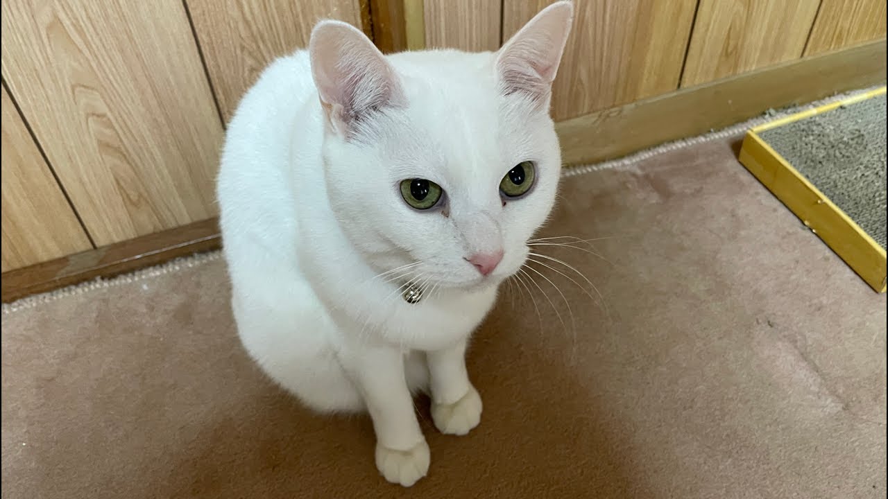 おはよう猫さん
