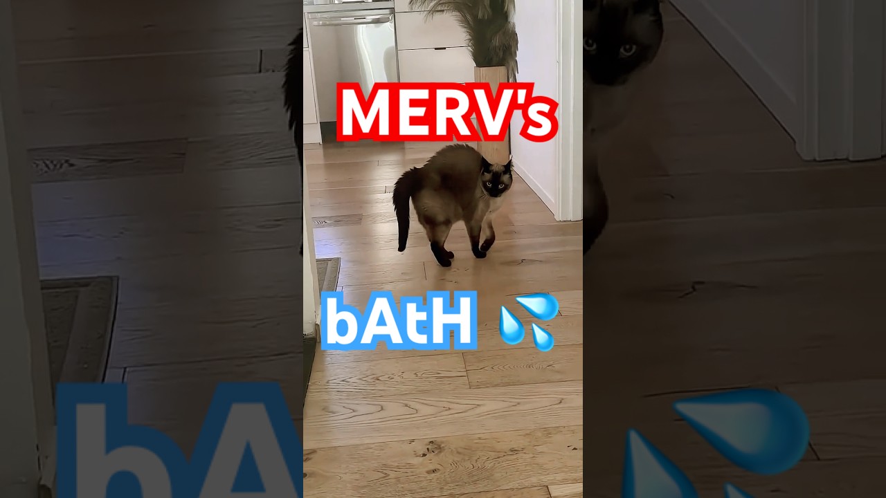 talking cat doesn't want bath #MERV #bagagwa #catsofyoutube #youtuber #summer