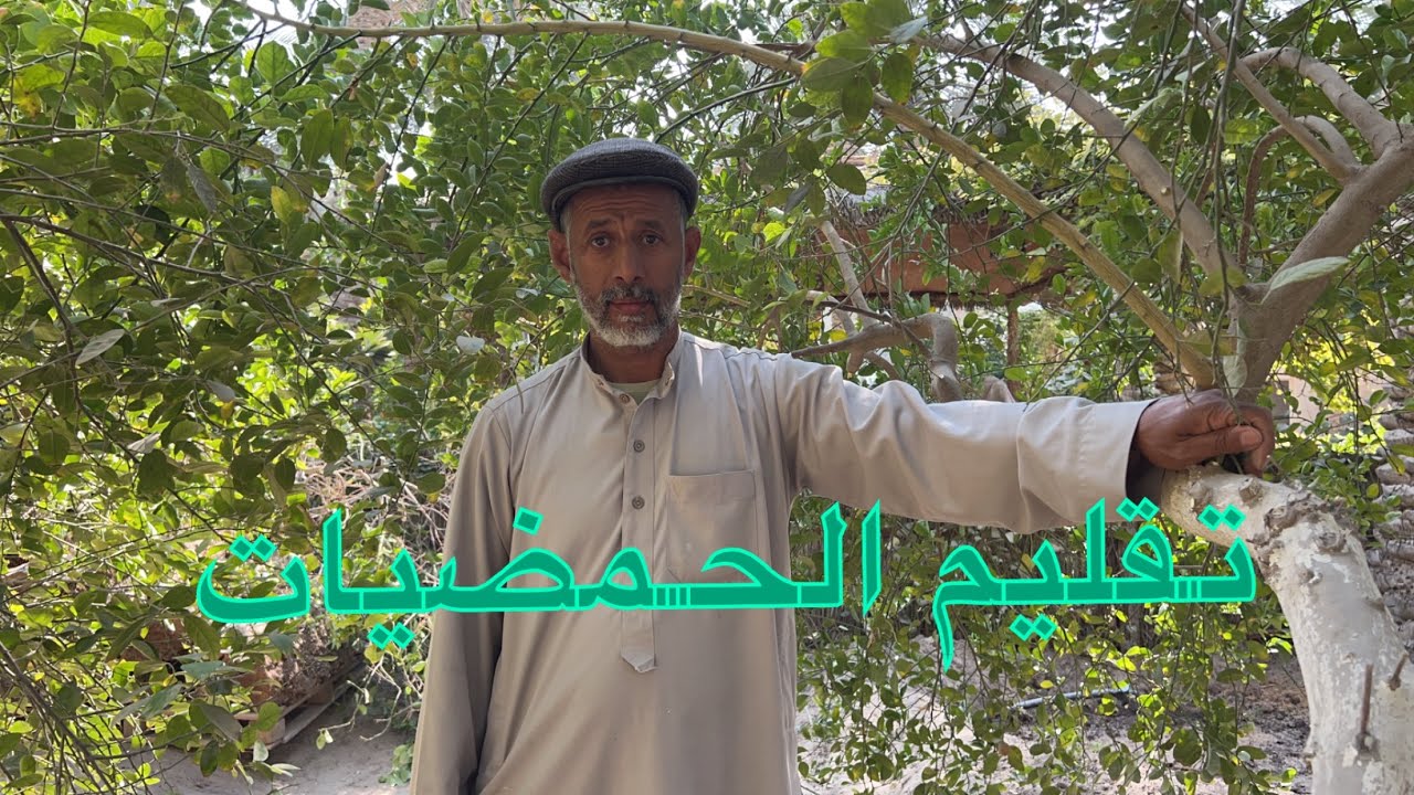 تقليم الليمون الحساوي في المربعانيه