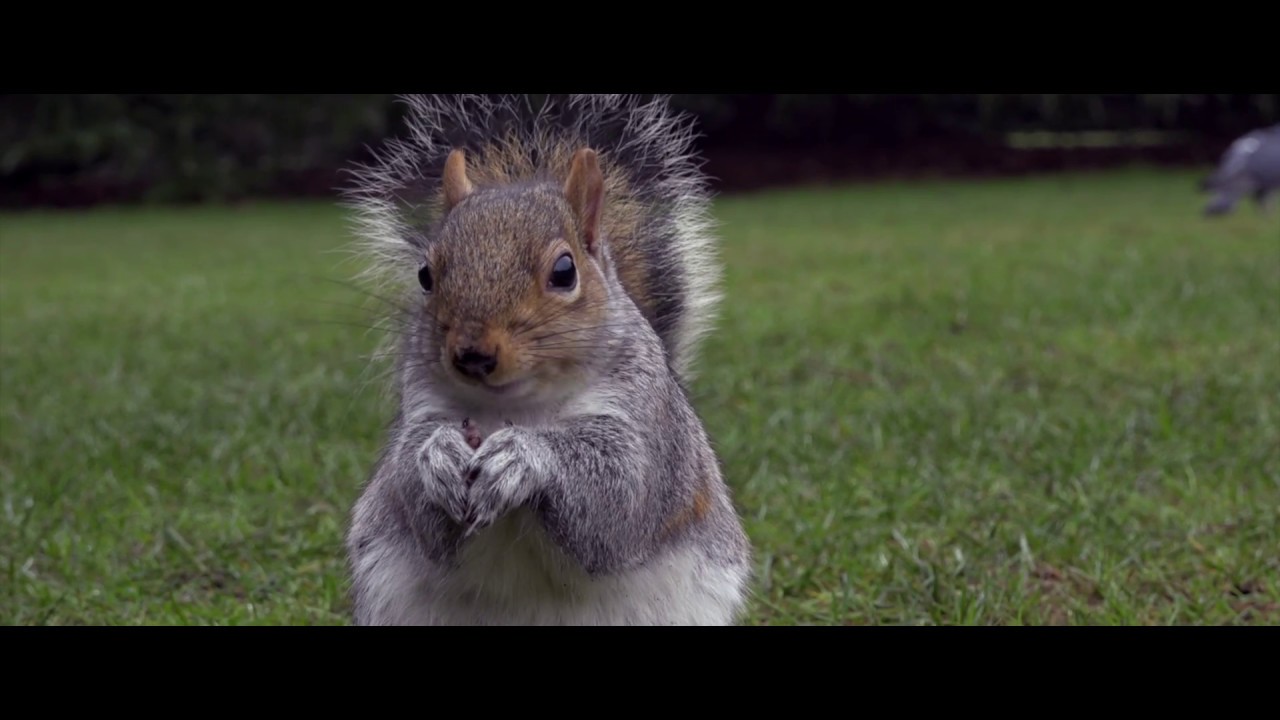 Morning in the Park - Sony PXW-X70 4K@100Mbps