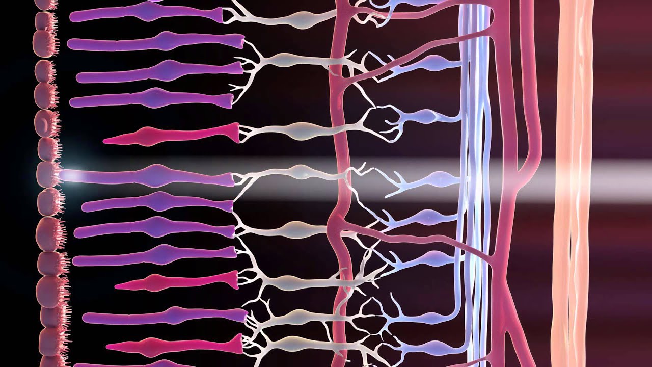 Rods and Cones