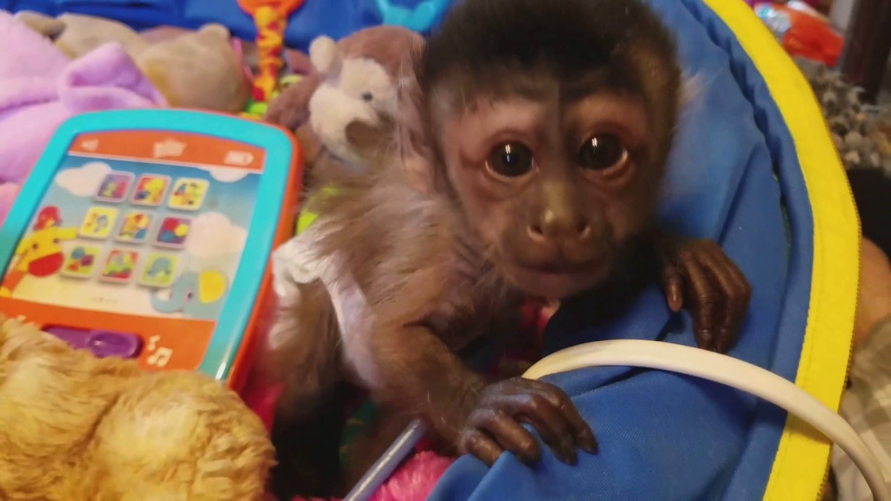 Capuchin monkey exploring!