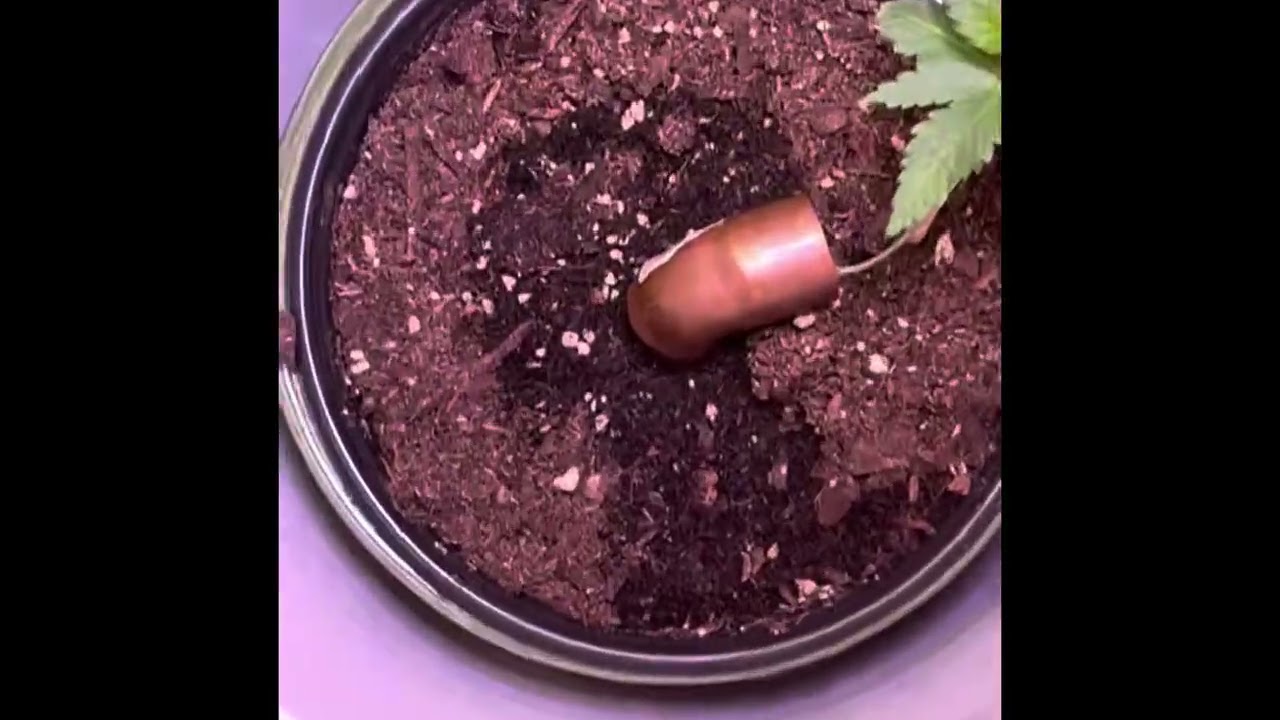 Guerilla grow seed to harvest Moonfog-Sour Strawberry update