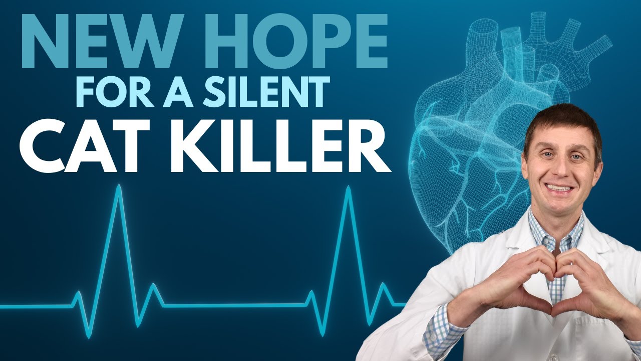 HCM, proBNP & A New Cat Heart Treatment: Felycin-CA1