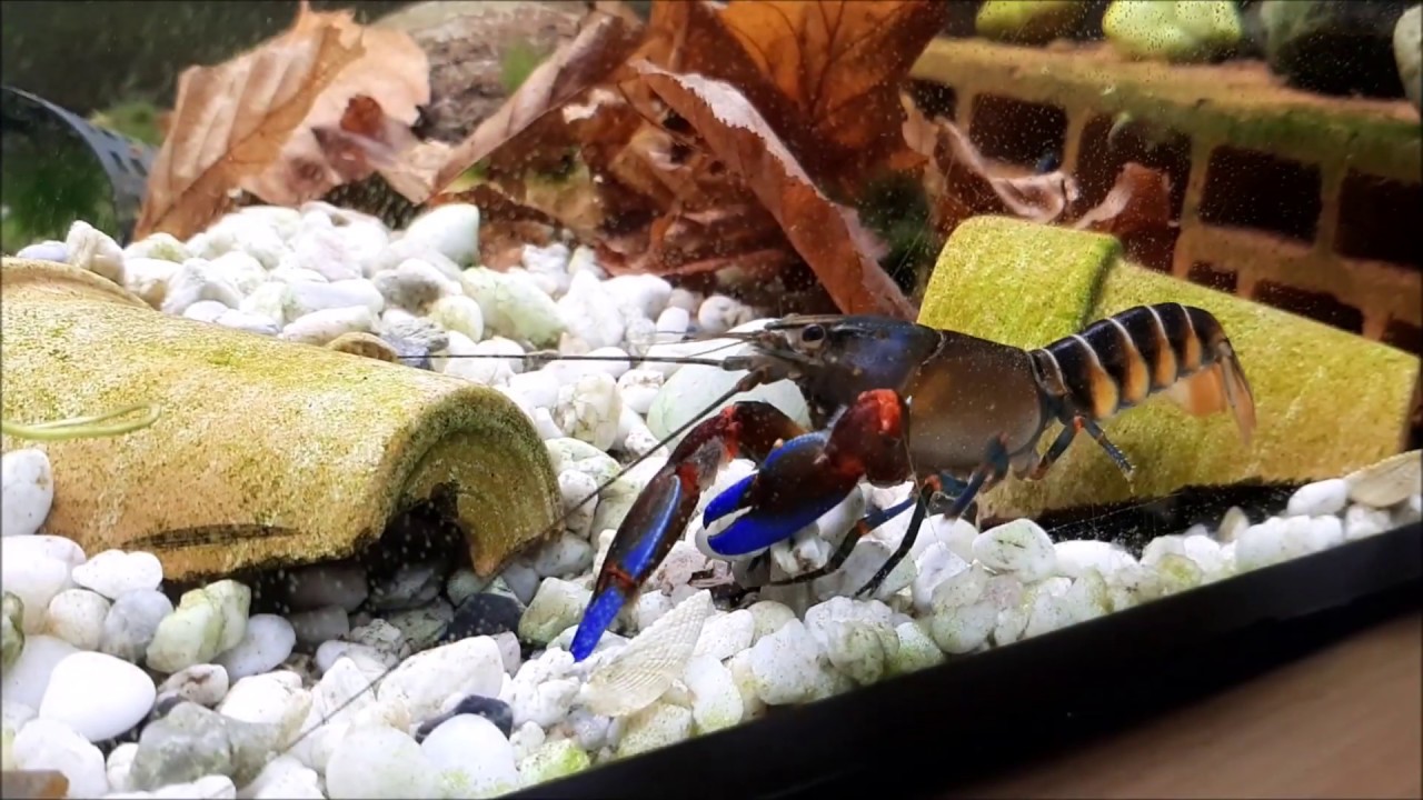 Cherax Peknyi var. 