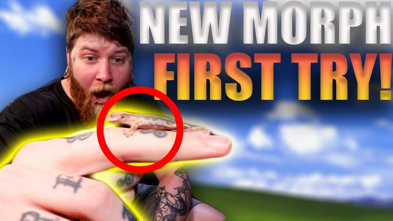 We Hatched This Crested Gecko Morph Combo On Our First Try!!!