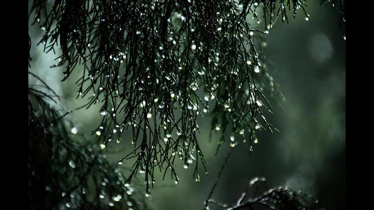 3 Hours Rain Sounds for Deep Sleep 🌧️ Insomnia Relief & Relaxation