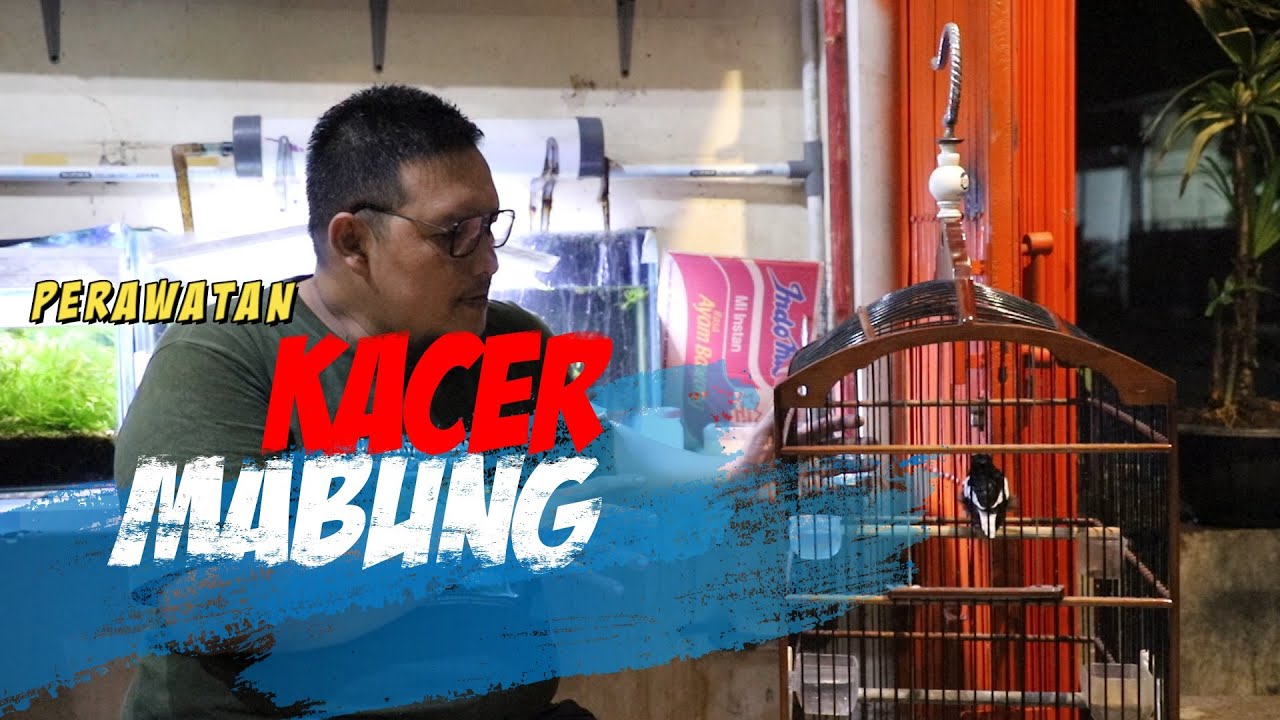Perawatan Kacer Mabung Total agar Cepat Ganti Bulu