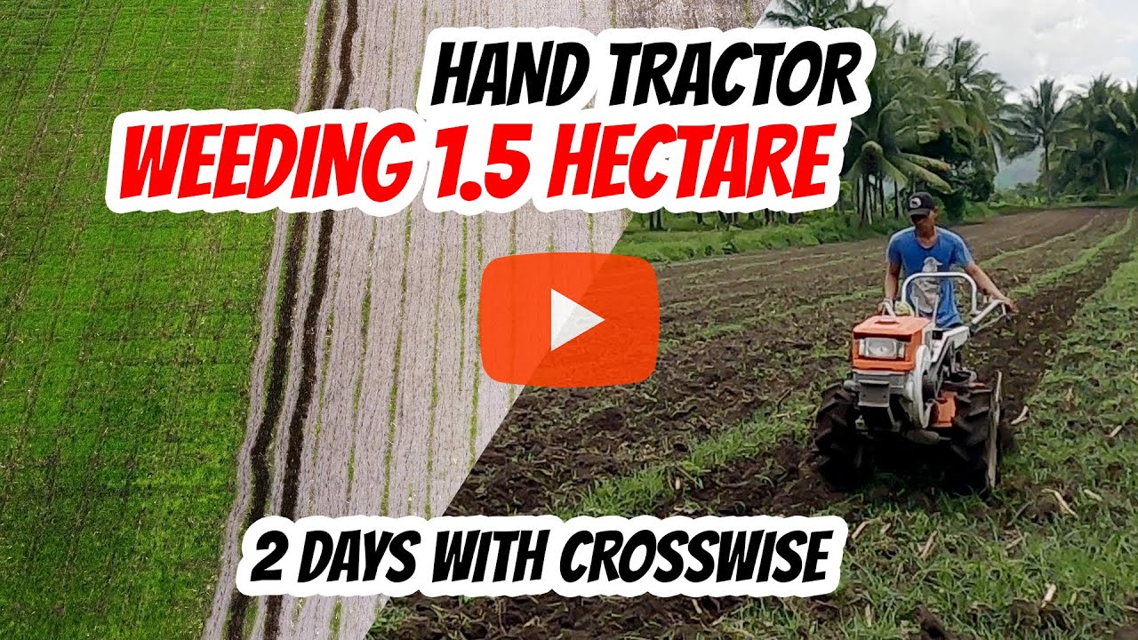 HAND TRACTOR WEEDING 1.5 HECTARE OF PAPAYA PLANTATION