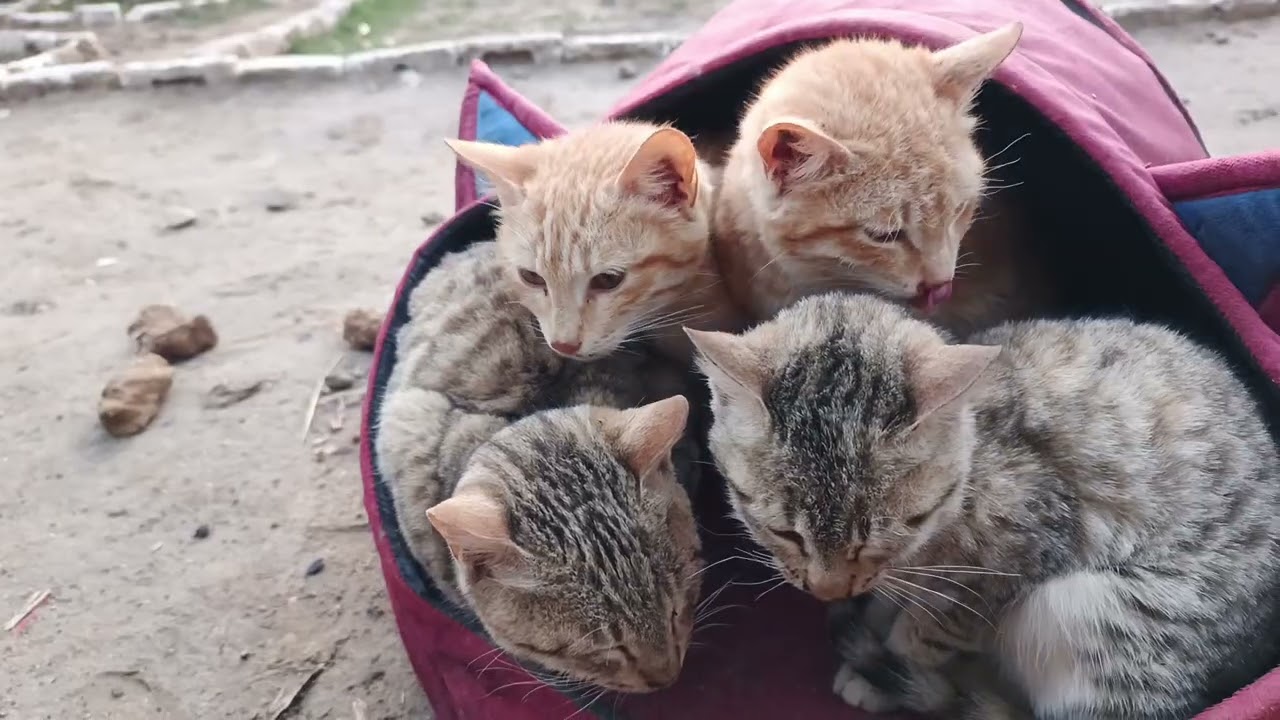 Funny cat in village 