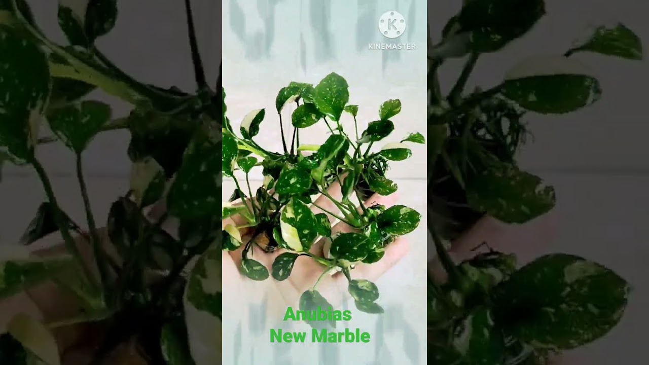 Anubias New Marble #anubiaspanda #anubiastank #anubiasnewmarble #anubiasmarblenew #anubiasmarble