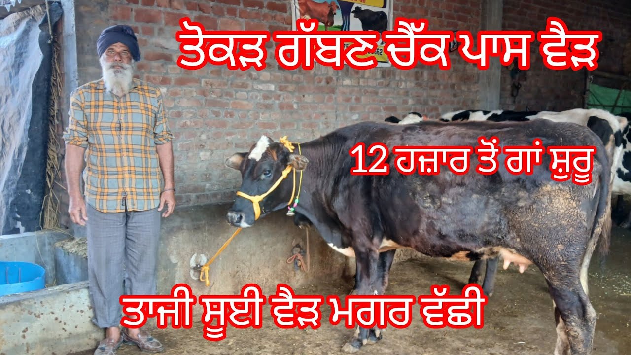 ਤੋਕੜ ਗੱਭਣ ਚੈੱਕ ਪਾਸ ਵੈੜ 12 ਹਜ਼ਾਰ ਤੋਂ ਗਾਂ ਸ਼ੁਰੂ ਲੁੱਟ ਲਓ ਮੇਲਾ /cow for sale /cheema dairy farm 