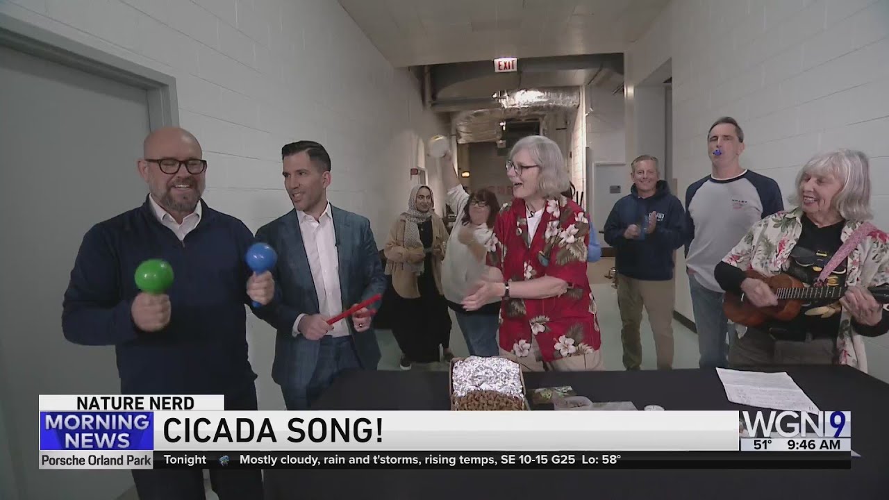 Brand New Cicada Song!