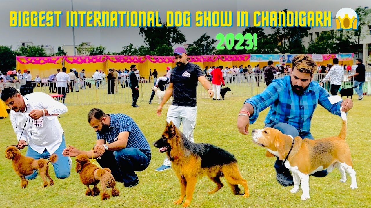 Biggest International Dog Show in Chandigarh 😱2023