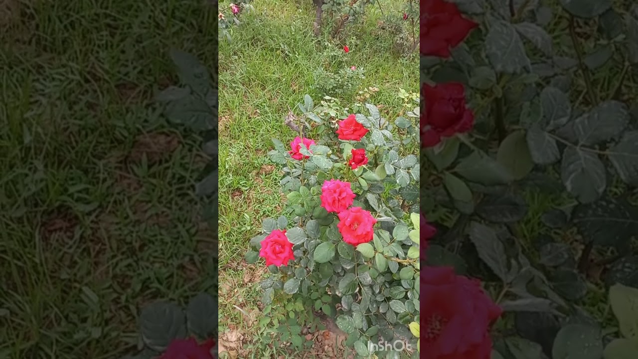 Johar Town Park | beautiful weather | Lahore