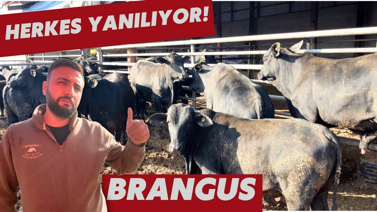 Herkes Yanılıyor… Brangus Sandığınız Gibi Değil!