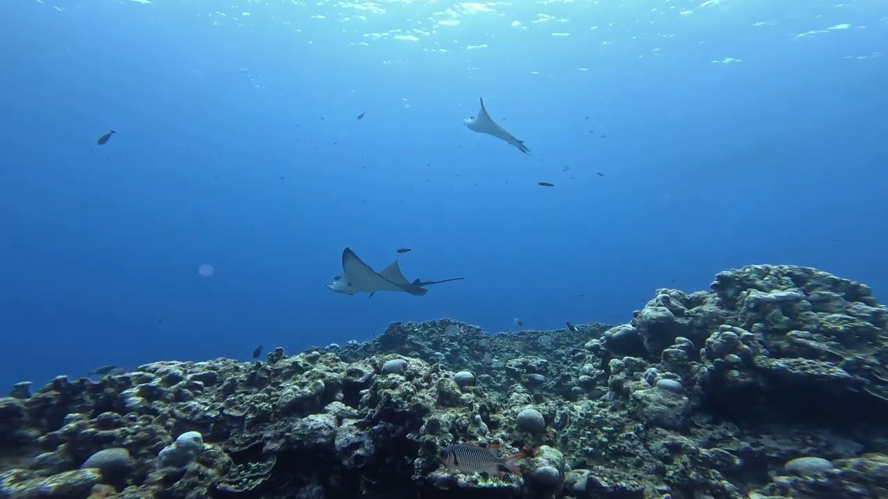 Ocean Wonder Version 2