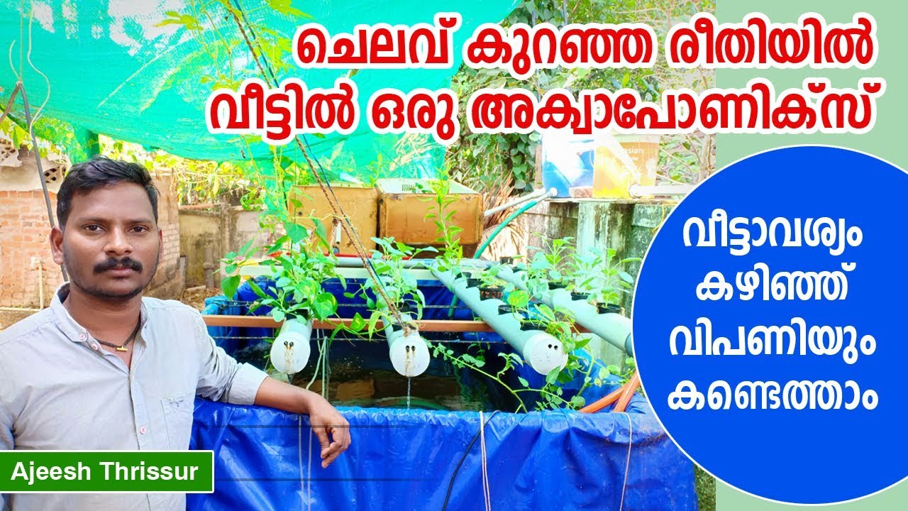 Low Cost Aquaponic ചെലവ് കുറഞ്ഞ അക്വാപോണിക്സ് Aquaponics Thrissur