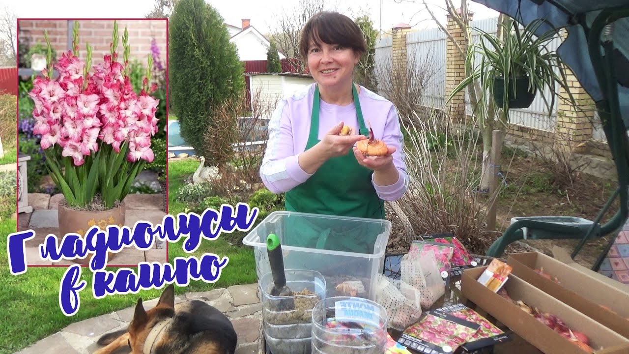 ГЛАДИОЛУСЫ в КАШПО и ГОРШКЕ. Как посадить? Gladioli flowers in pots.