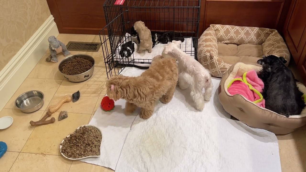 Potty Training Schnauzer Puppies 11 6 2022