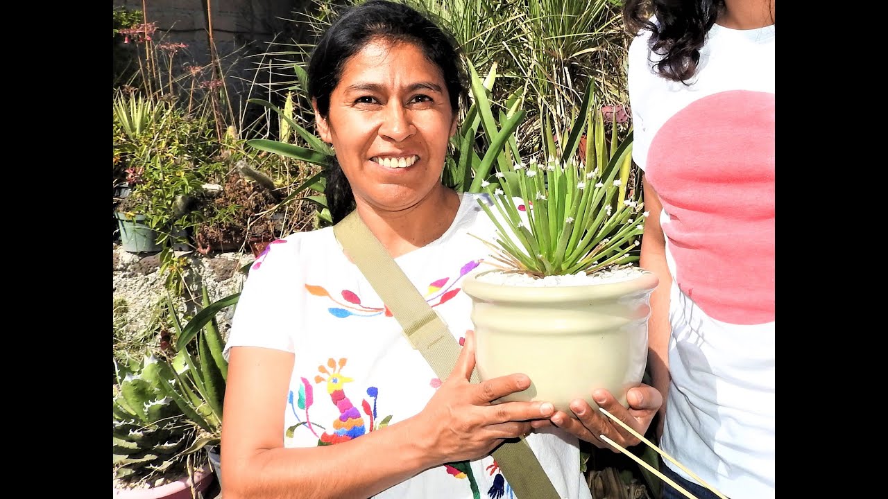 Visita a el Paraíso de los Agaves ornamentales ; La Cofradía de la Espina.