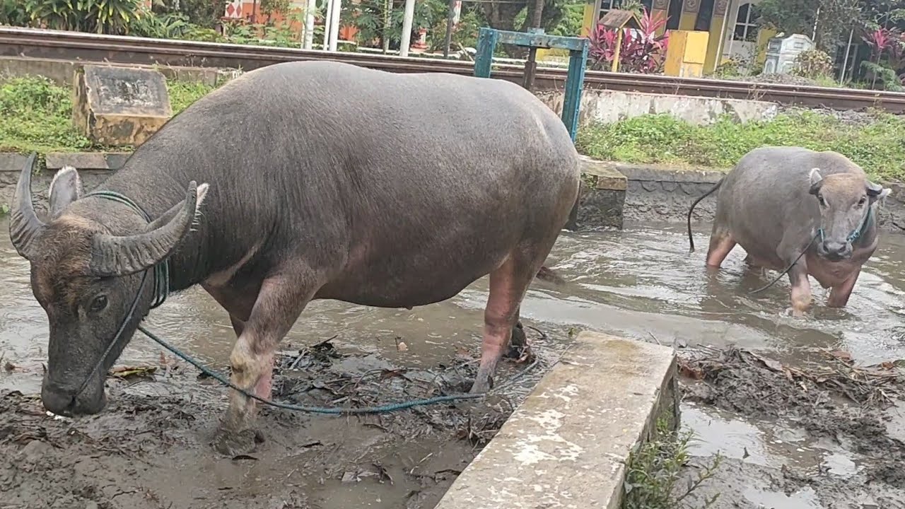 PETERNAK KERBAU ~ RUTIN SETIAP HARI BERENDAM DI AIR✅ 