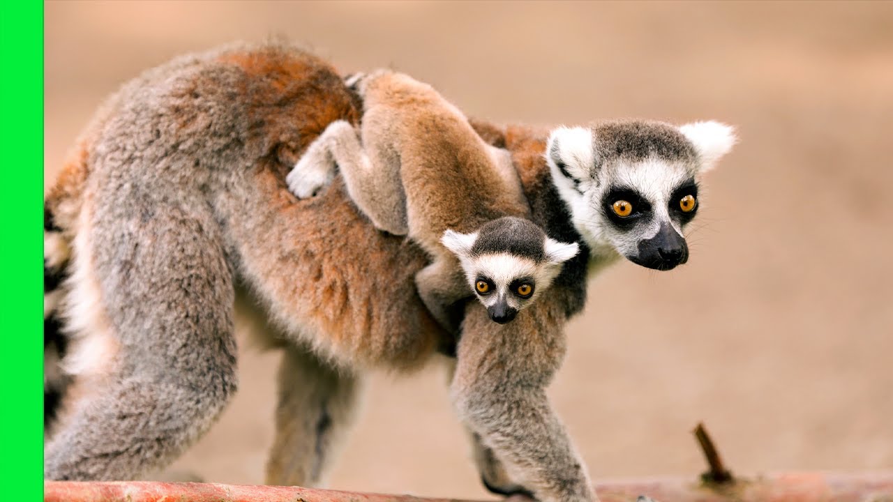 Battle-Shy Lemur Queen Fights with Baby on Her Back | Love Nature