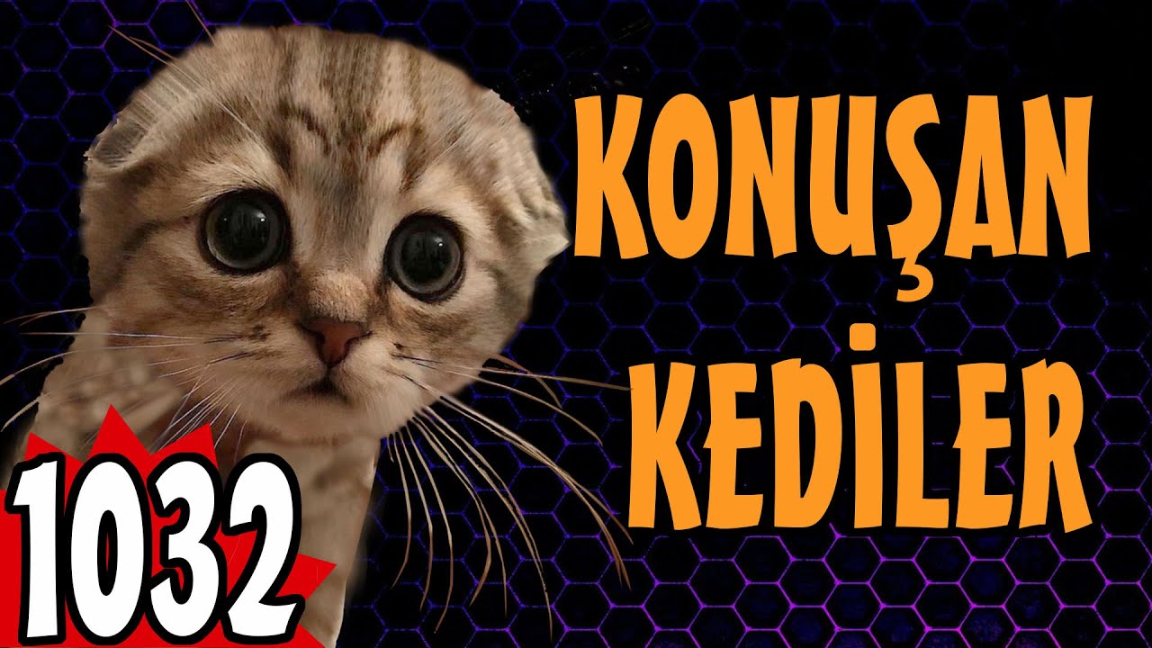 Komik Kedi Videoları - Konuşan Kediler 1032 - En Komik Kediler