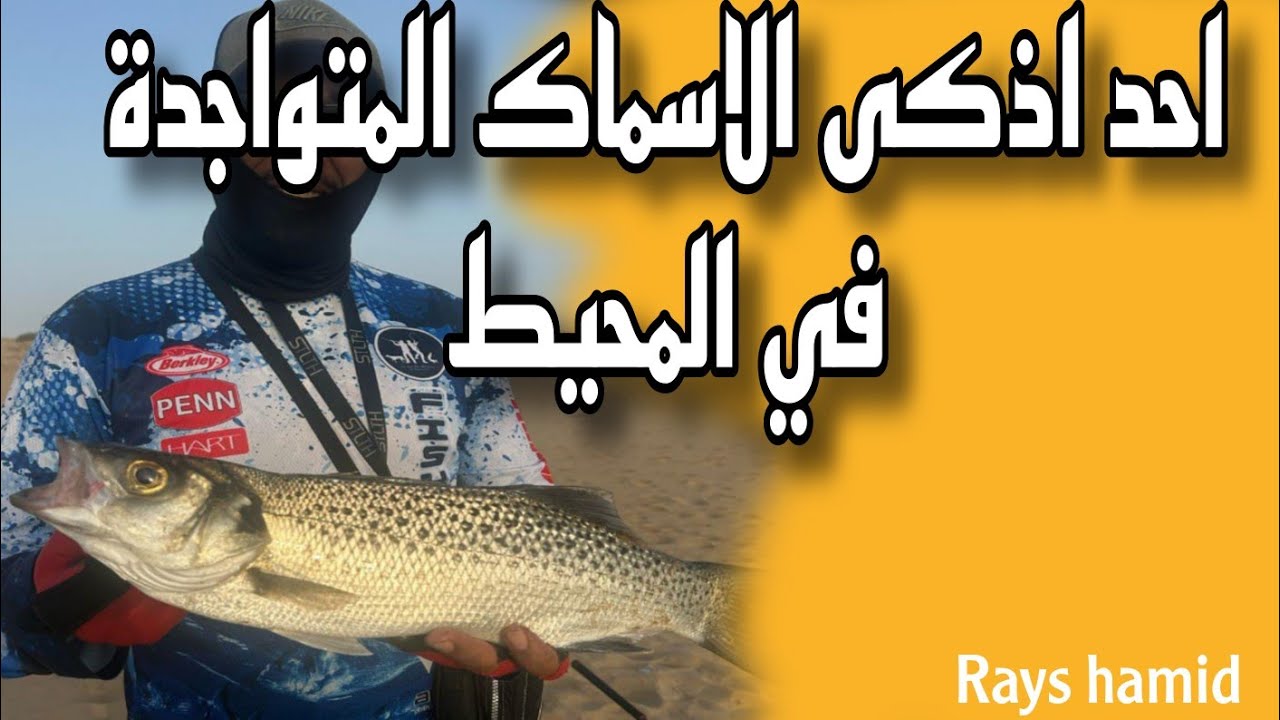 هل هو خطئ اما انه اذكى مني (سمكة ابلاغ  الذكية )