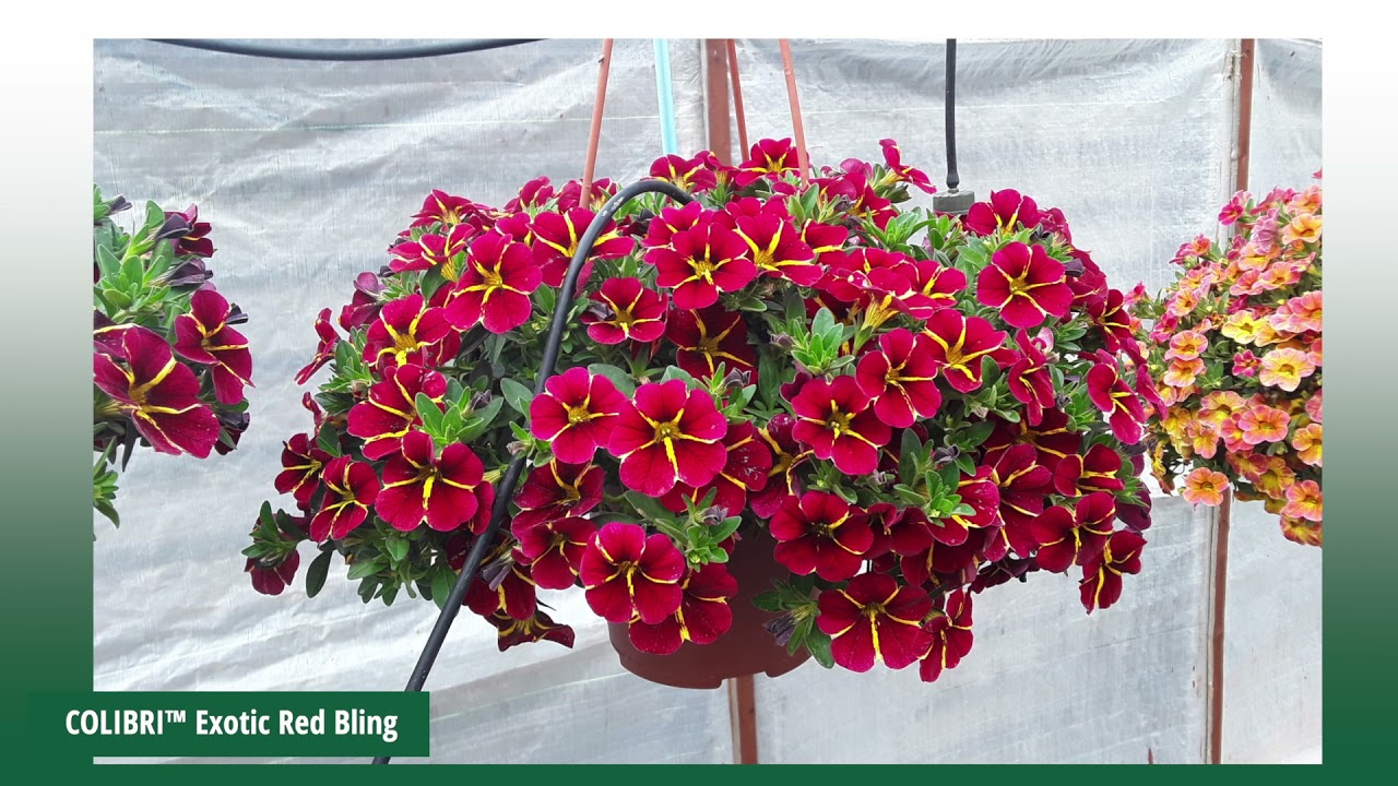 2022 - The year of the Calibrachoa