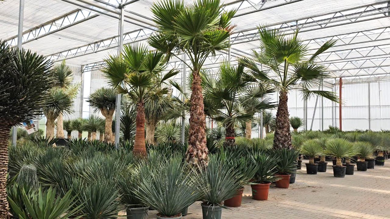 YUCCA ROSTRATA, WASHINGTONIA ROBUSTA, TRACHYCARPUS FORTUNEI I WIELE WIĘCEJ -EKSPOZYCJA CZERWIEC 2025