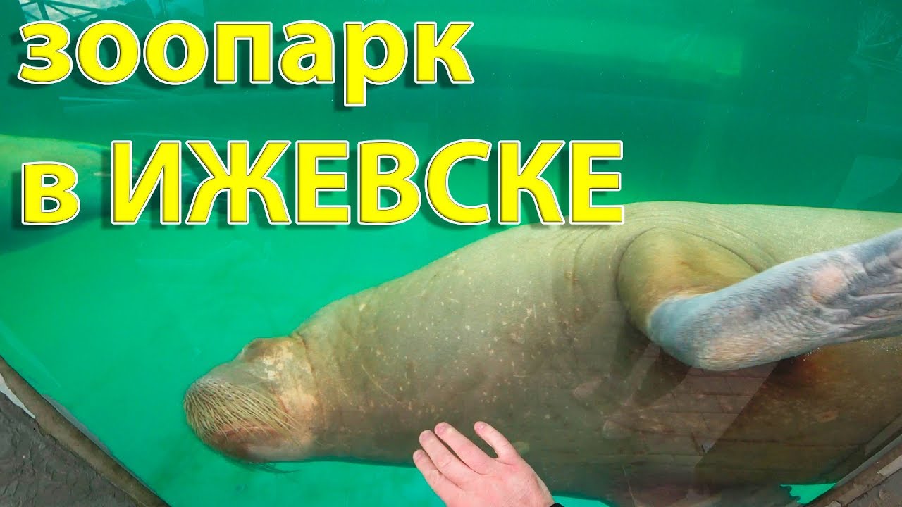 Как мы ездили в Ижевский зоопарк
