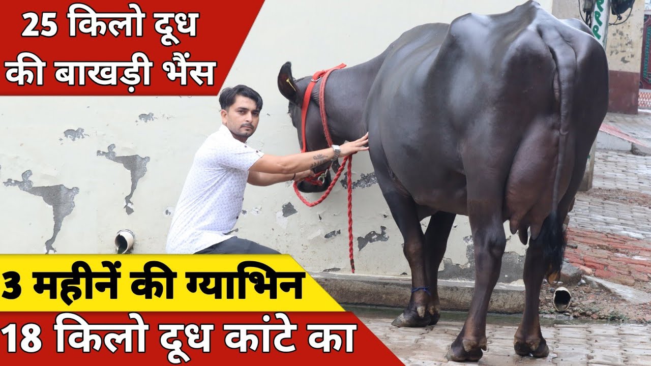 25 किलो दूध की बाखड़ी भैंस, बिक्री के लिए उपलब्ध | Dhull Dairy Farm (9541184832)