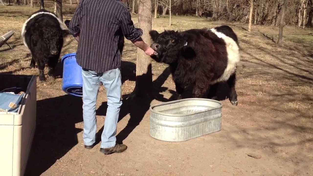 Hand feeding miniature Scottish belted galloway cows (belties) (Oreo cows)