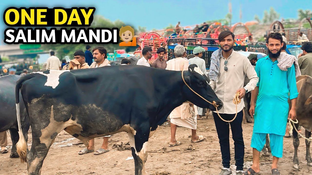 Visit Salim Bakra Mandi in Rainy Days☹️| Zainu Vlogs