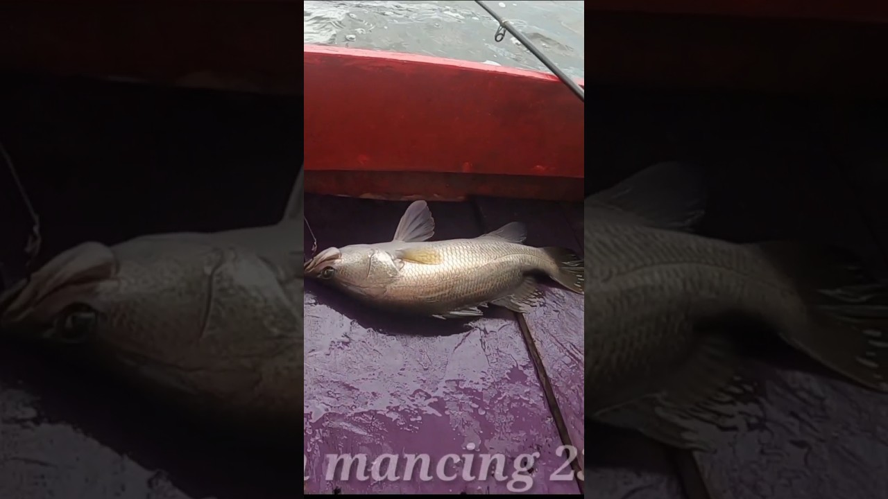 mancing barramundi pakai pelampung 