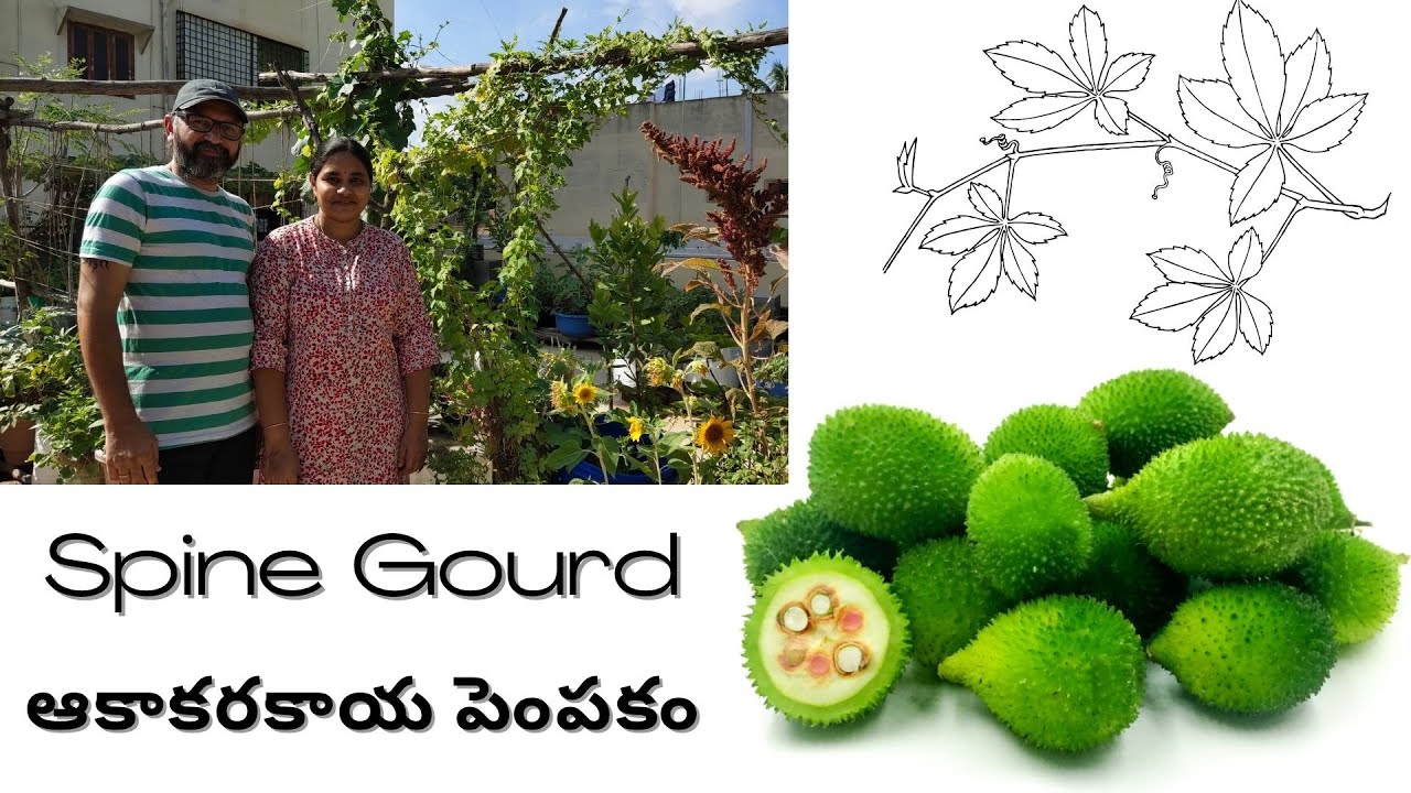 Spine Gourd (Aakaakarakaya) Benefits & Growing Tips / ఆకాకరకాయ పెంపకం