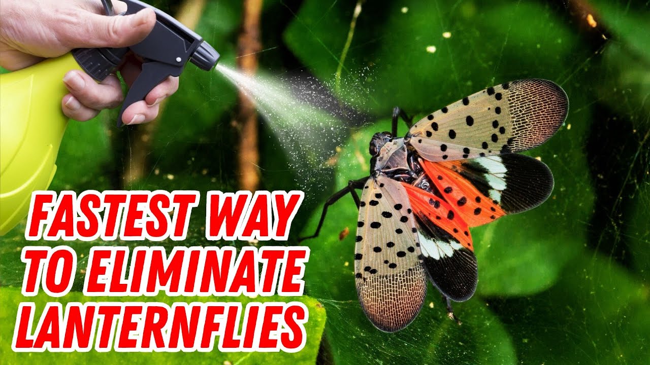 How to Stop Spotted Lanternflies from Ruining Your Trees & Garden
