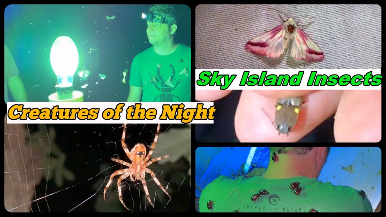 Arizona Sky Islands Insects Gardner Canyon Part 2 #ants #moths #blacklighting