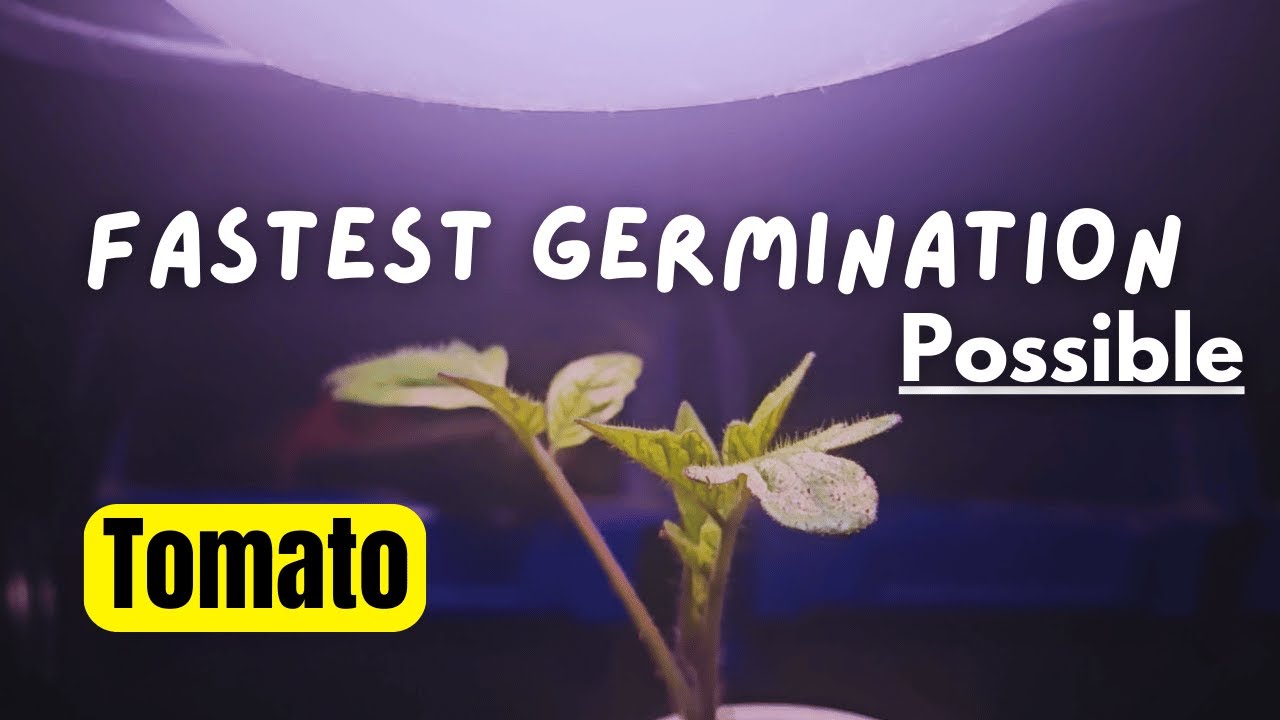 Germinate Tomato Seeds ASAP Without Fail